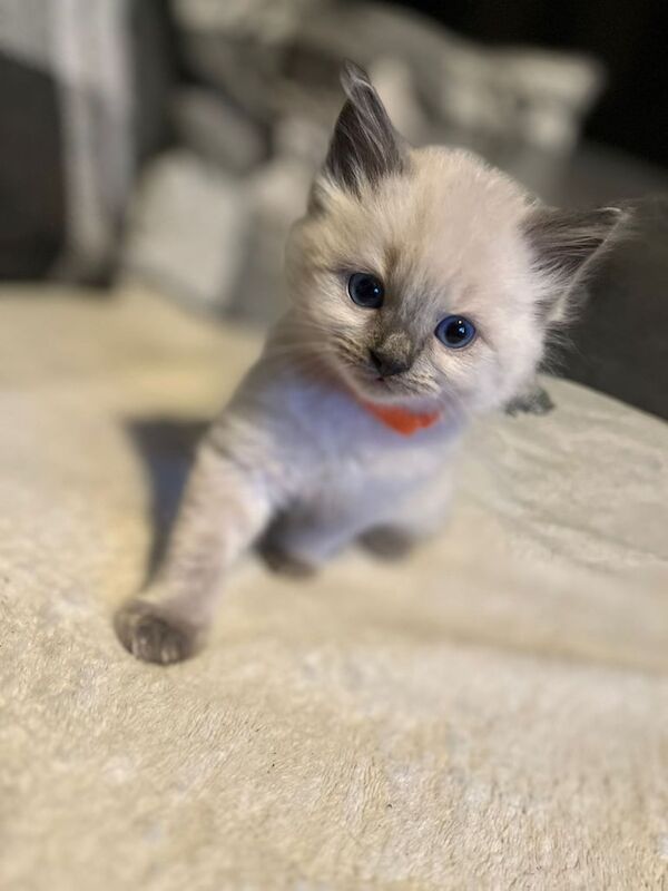 Ragdoll kittens for sale in Croydon, Greater London โ 8 months old - Image 3 of 3