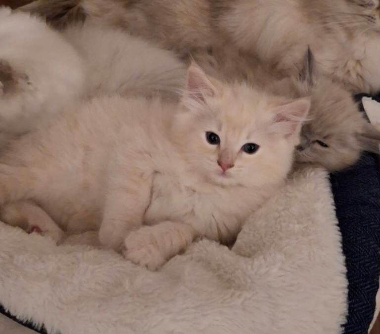 Beutifull ragdoll kittens - Image 4 of 4