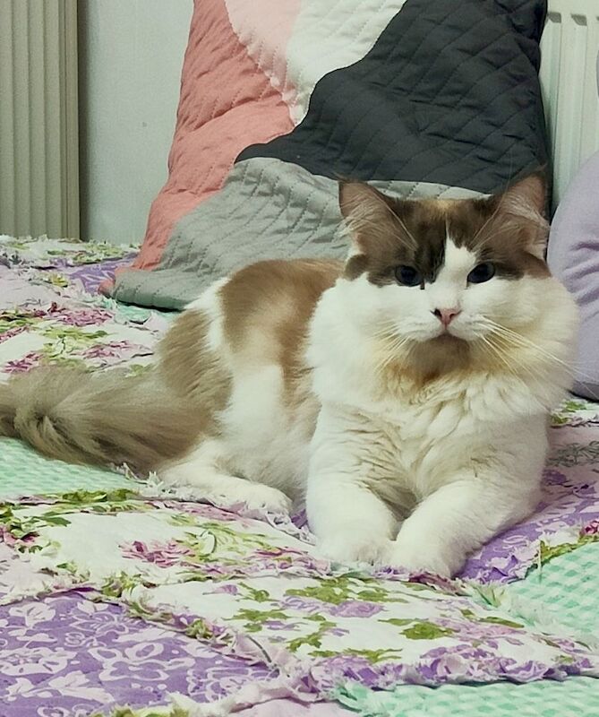 Bi-colour Ragdoll for stud - Image 2 of 4