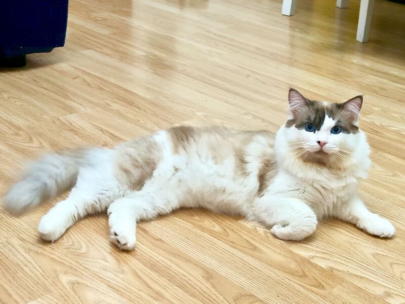 Bi-colour Ragdoll for stud - Image 3 of 4