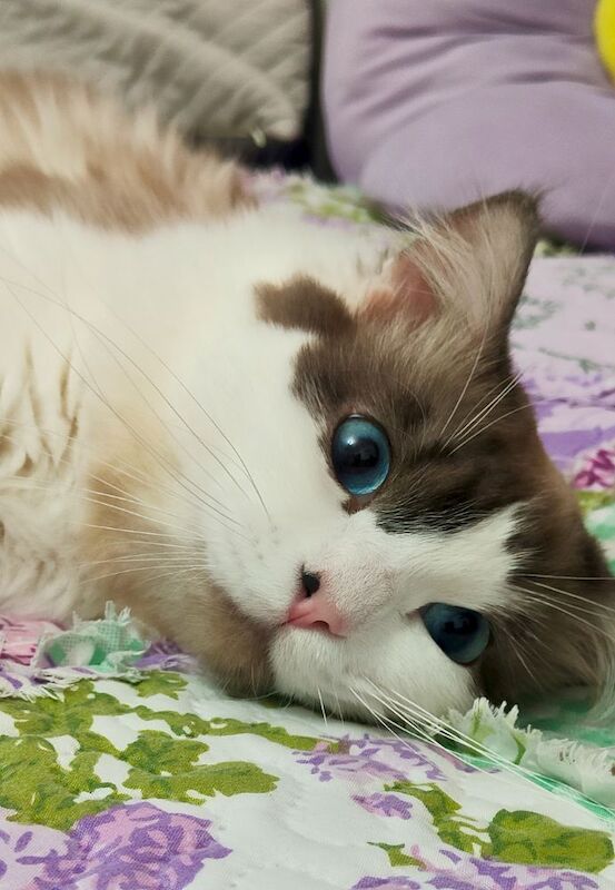 Bi-colour Ragdoll for stud - Image 4 of 4