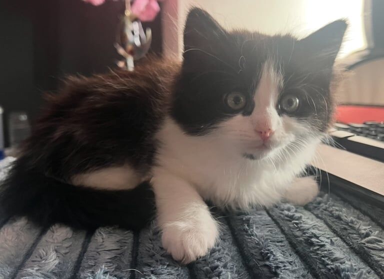 Ragdoll kittens for sale in Clydebank, Dunbartonshire – 10 weeks old - Image 2 of 3