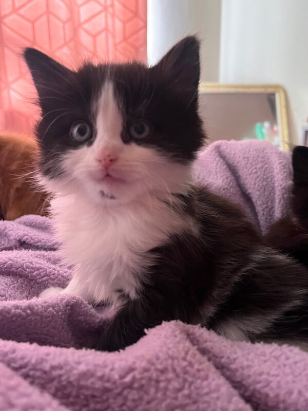 Ragdoll kittens for sale in Clydebank, Dunbartonshire – 10 weeks old - Image 3 of 3