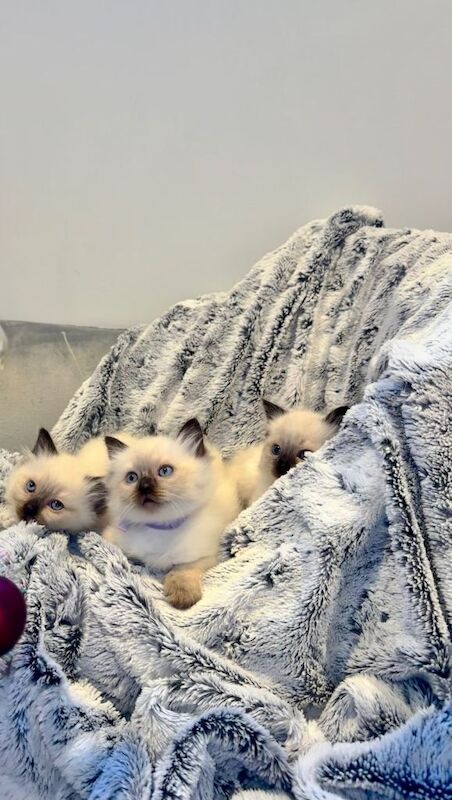Ragdoll kittens for sale in South Side, City of Edinburgh – 7 weeks old
