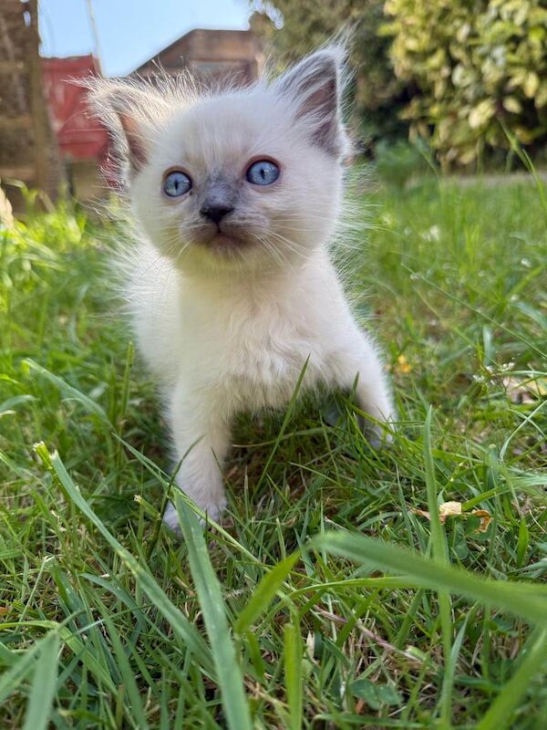 Black ragdoll kittens for sale in Enfield, Greater London