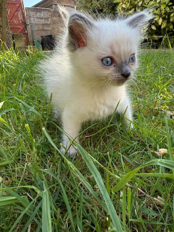 Black ragdoll kittens for sale in Enfield, Greater London | Image 2