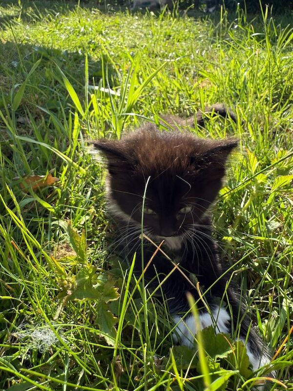 Black ragdoll kittens for sale in Enfield, Greater London | Image 3
