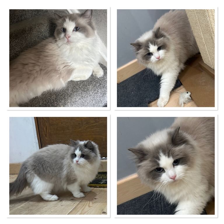 Blue bi colour ragdoll