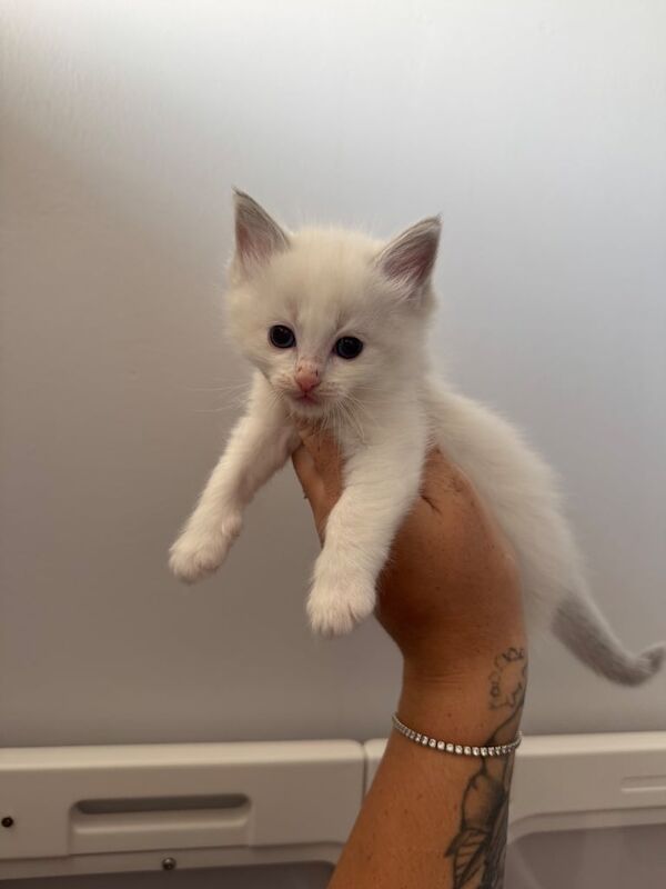 Ragdoll kittens for sale in Basildon, Essex – 6 weeks old