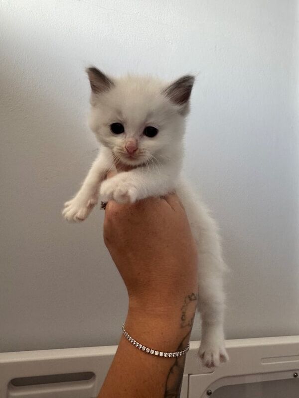 Ragdoll kittens for sale in Basildon, Essex – 6 weeks old - Image 2 of 3
