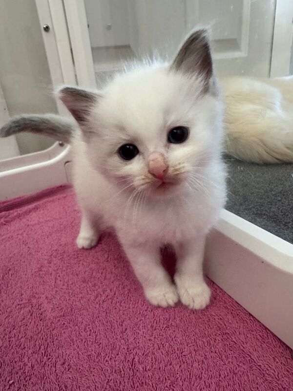 Ragdoll kittens for sale in Basildon, Essex – 6 weeks old - Image 3 of 3