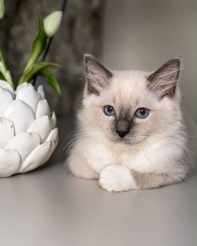 Blue Eye Ragdoll Kitten