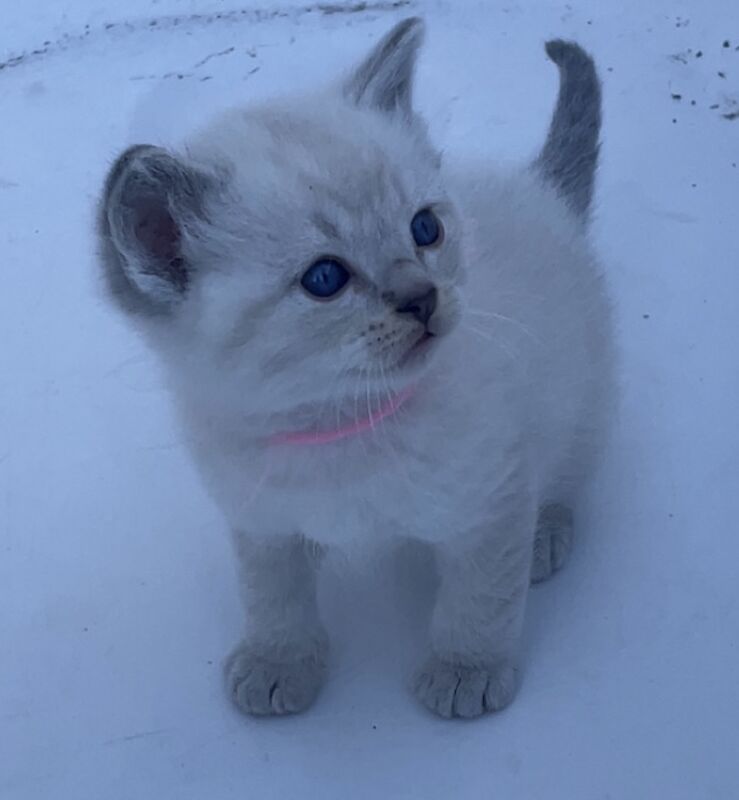Blue Point Ragdoll Kittens