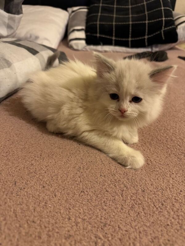 Blue eyed ragdoll kittens