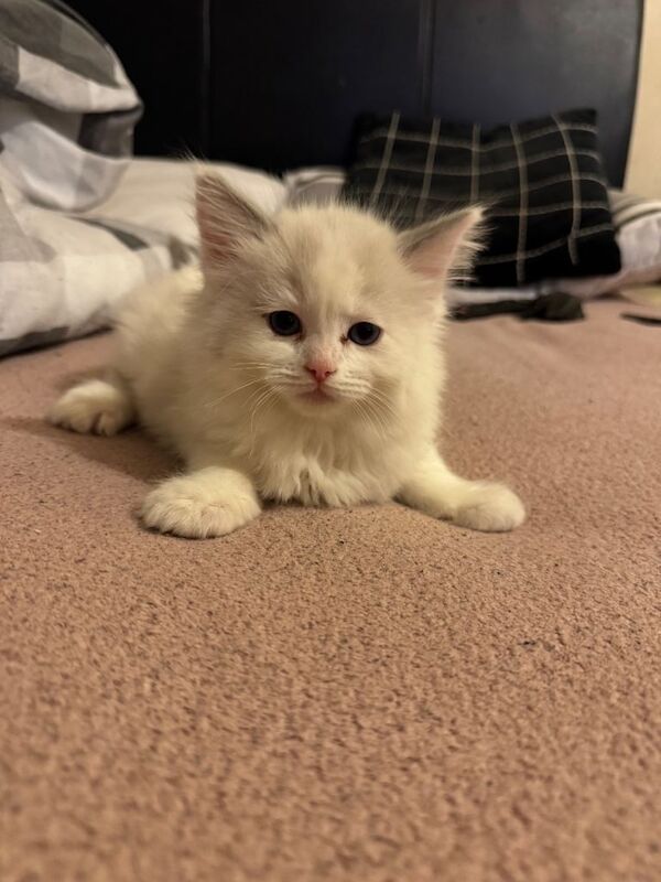 Blue eyed ragdoll kittens - Image 2 of 4