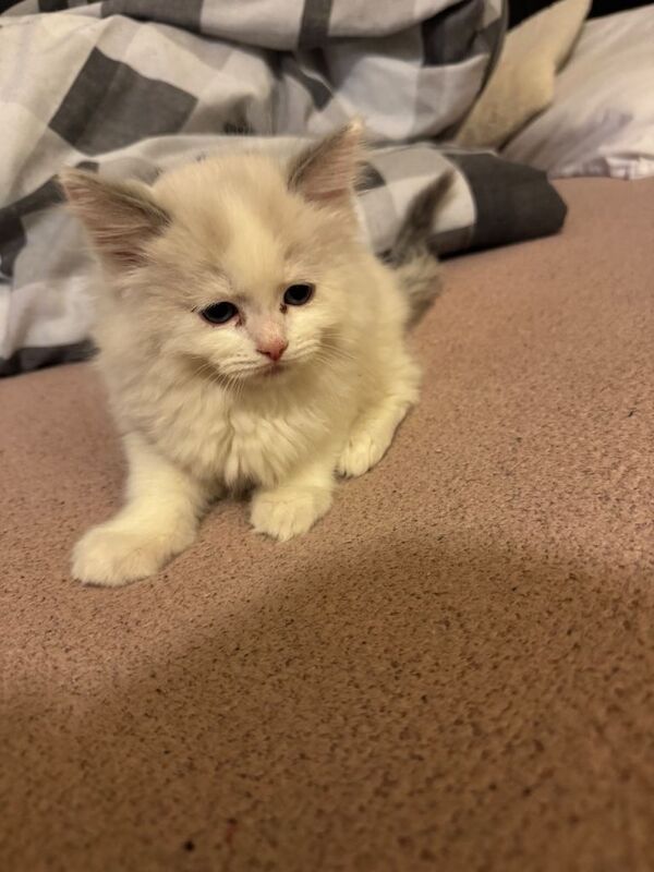 Blue eyed ragdoll kittens - Image 3 of 4