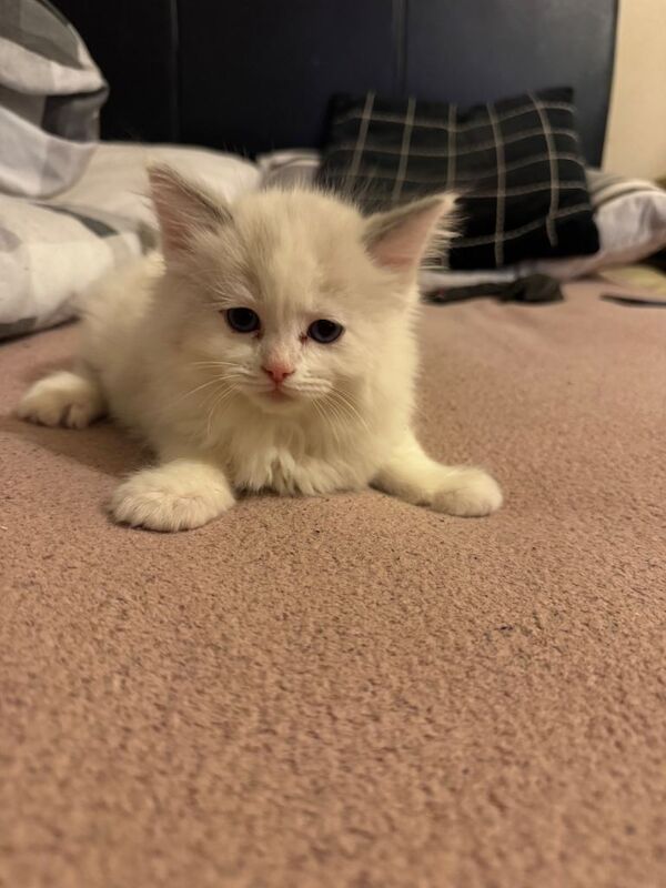 Blue eyed ragdoll kittens - Image 4 of 4