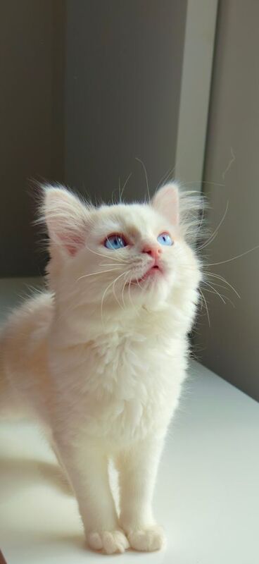 Ragdoll Kittens For Sale