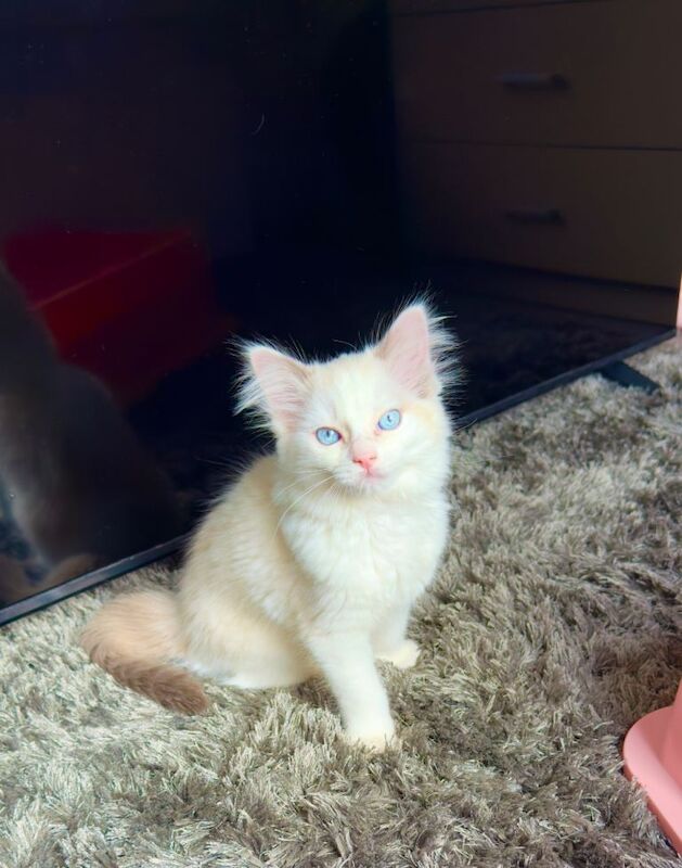 blue eyes completely pure Ragdoll , she’s taking after her mum - Image 2 of 6