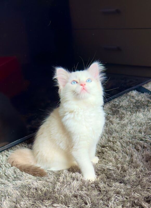 blue eyes completely pure Ragdoll , she’s taking after her mum - Image 3 of 6