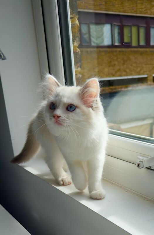blue eyes completely pure Ragdoll , she’s taking after her mum - Image 4 of 6