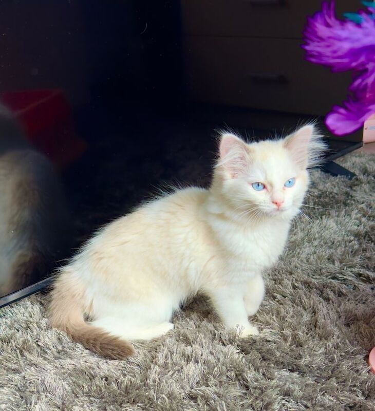 blue eyes completely pure Ragdoll , she’s taking after her mum - Image 5 of 6