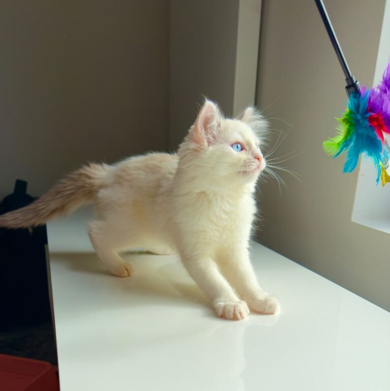 blue eyes completely pure Ragdoll , she’s taking after her mum - Image 6 of 6