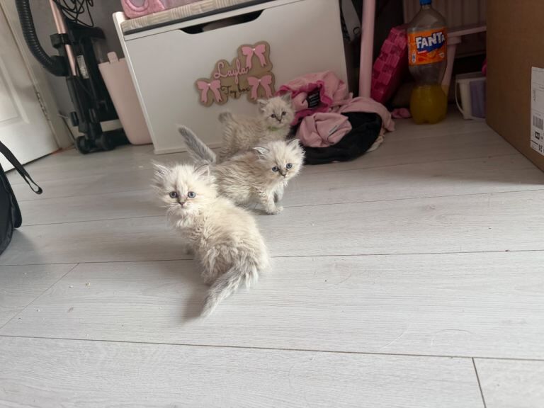 Blue face ragdoll kittens