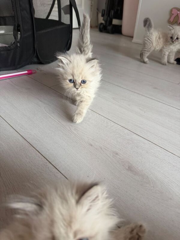 Blue face ragdoll kittens - Image 2 of 5