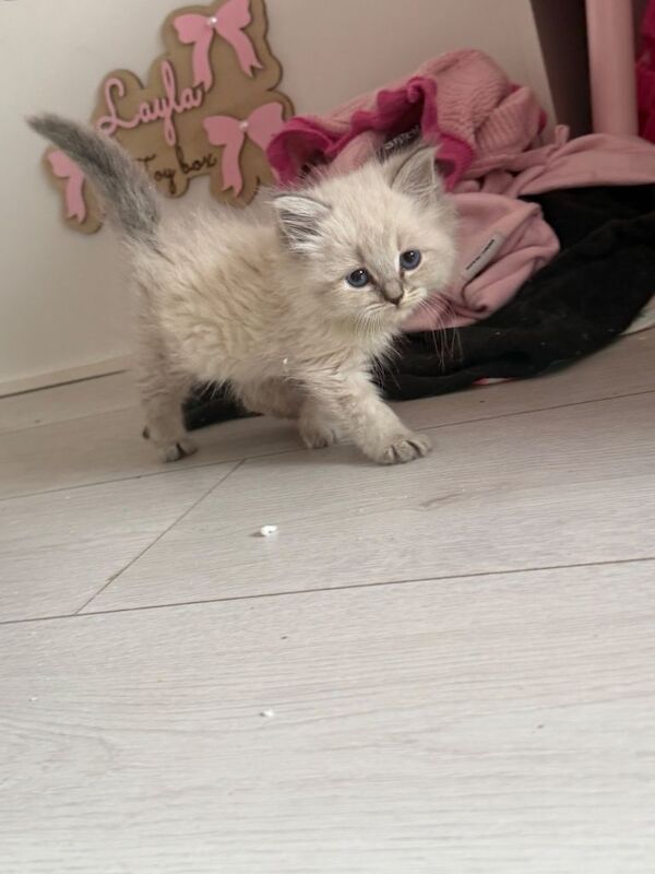 Blue face ragdoll kittens - Image 3 of 5