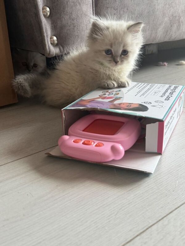 Blue face ragdoll kittens - Image 4 of 5