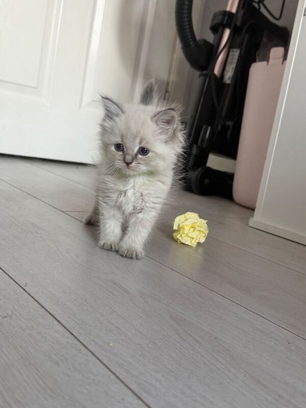 Blue face ragdoll kittens - Image 5 of 5