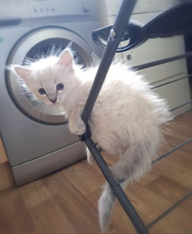 Blue lynx ragdoll boy