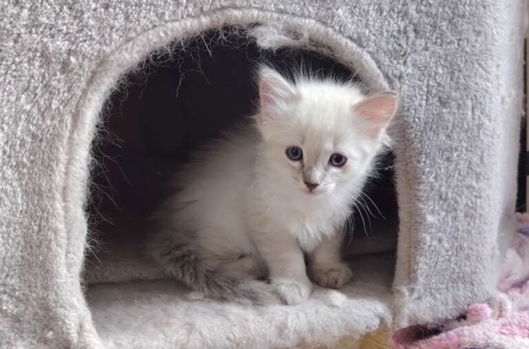 Blue lynx ragdoll boy - Image 2 of 5