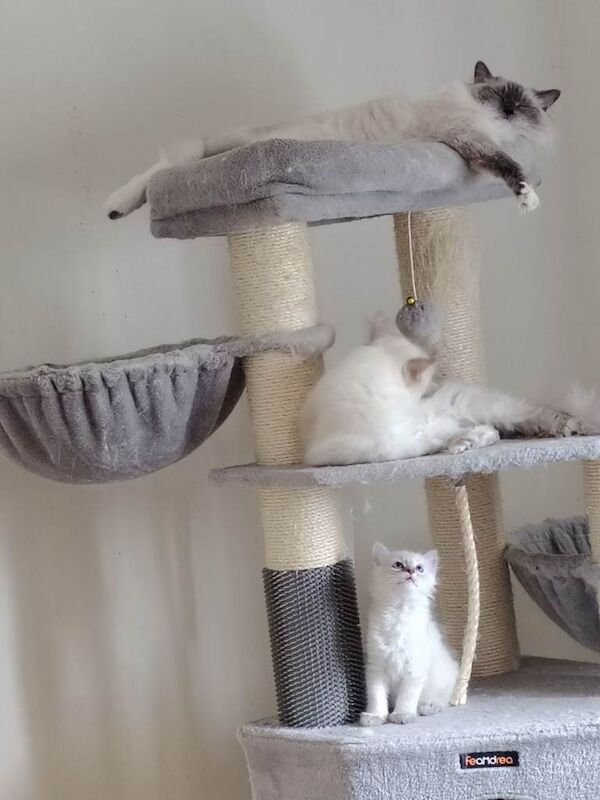Blue lynx ragdoll boy - Image 3 of 5