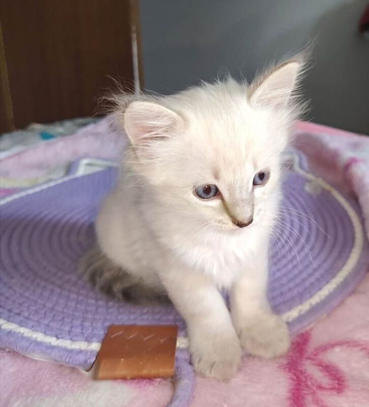 Blue lynx ragdoll boy - Image 4 of 5