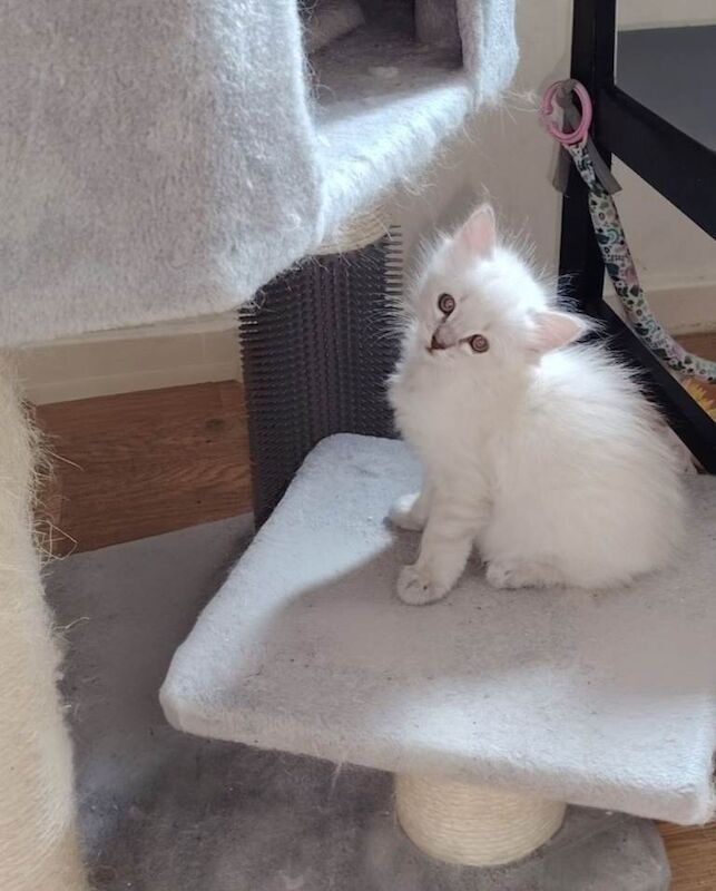 Blue lynx ragdoll boy - Image 5 of 5