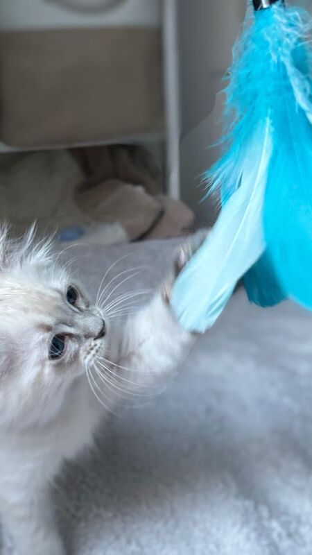 Ragdoll kittens for sale in Hackney, Greater London – 9 weeks old