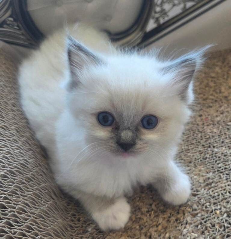 Blue mitted ragdoll kitten