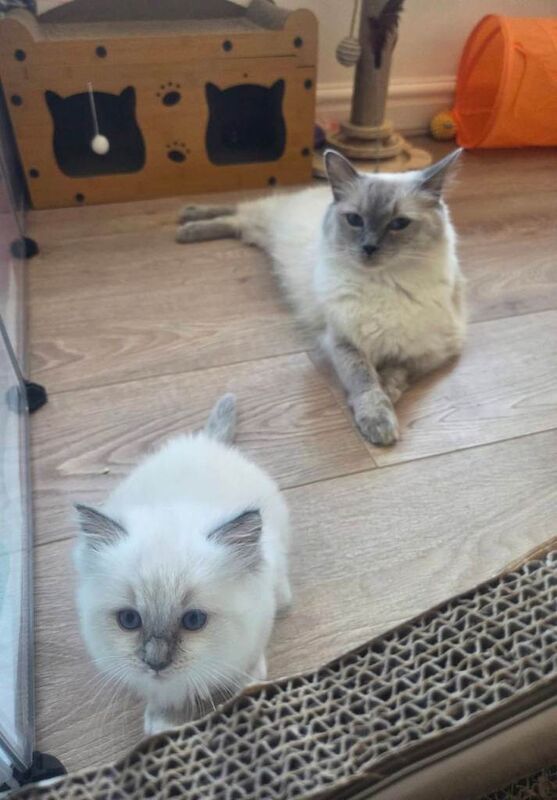 Blue mitted ragdoll kitten - Image 2 of 5