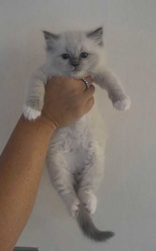 Blue mitted ragdoll kitten - Image 3 of 5