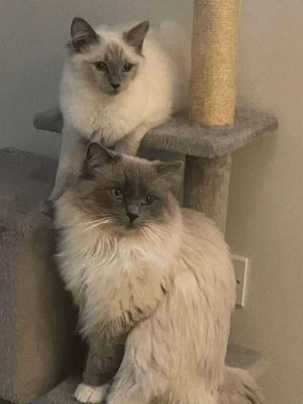 Blue mitted ragdoll kitten - Image 4 of 5