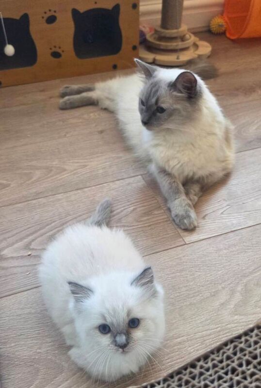 Blue mitted ragdoll kitten - Image 5 of 5
