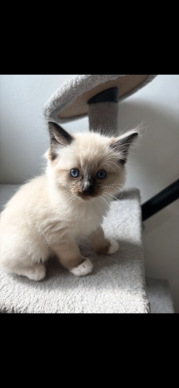 Blue mitted ragdoll male