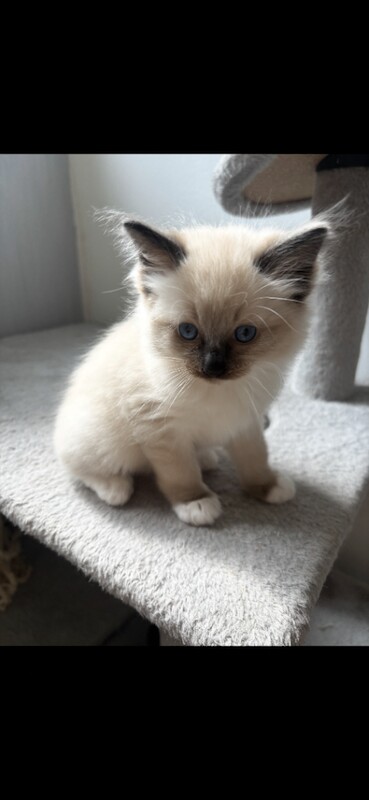 Blue mitted ragdoll male - Image 2 of 5