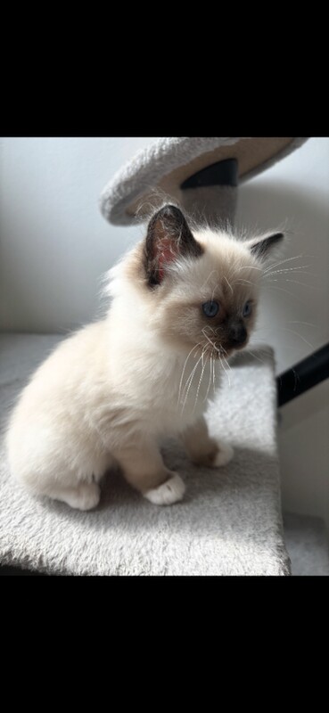 Blue mitted ragdoll male - Image 3 of 5