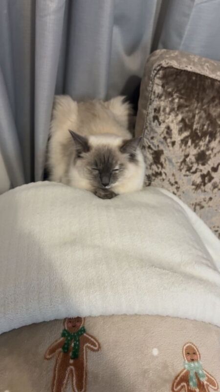 Blue mitted ragdoll male - Image 5 of 5