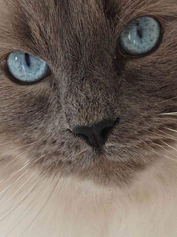 Blue point Ragdoll cat