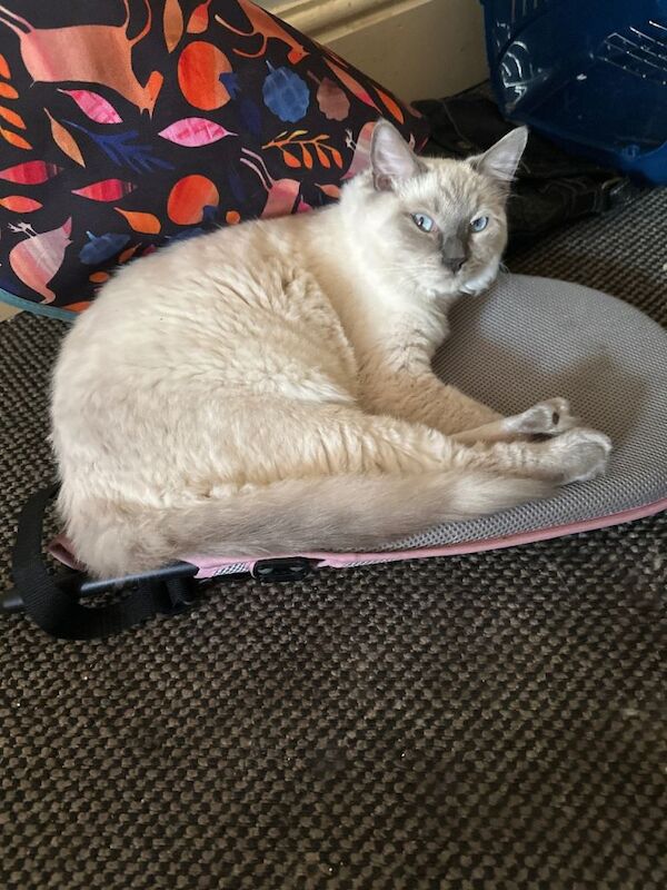 Blue point Ragdoll Kitten £350