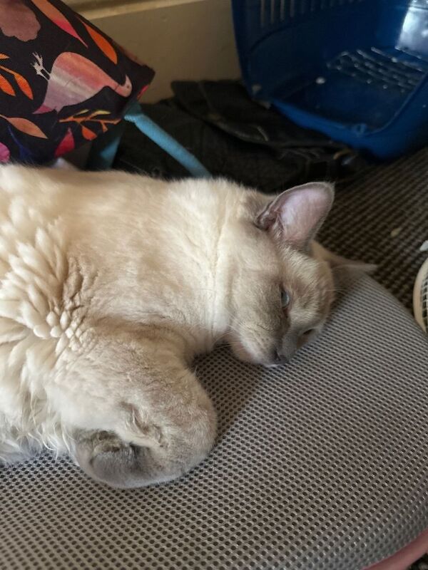 Blue point Ragdoll Kitten £350 - Image 2 of 2